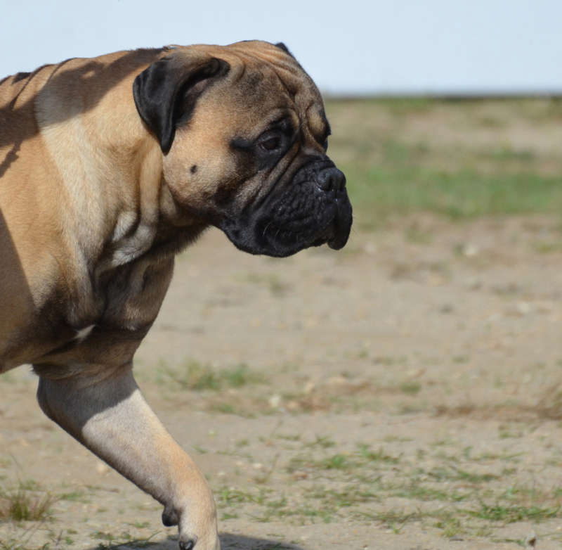 ¿Por qué tu perro camina de un lado a otro? | Shutterstock Photo by DejaVuDesigns