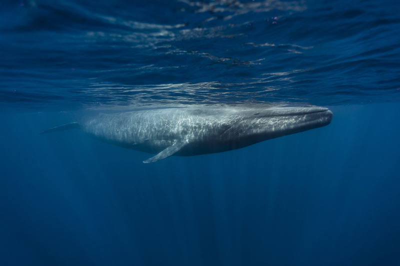 Blue Whale | Shutterstock