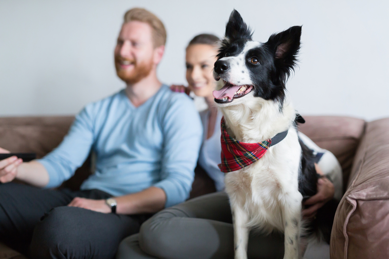 Should You Let Your Pets Watch TV? | Shutterstock
