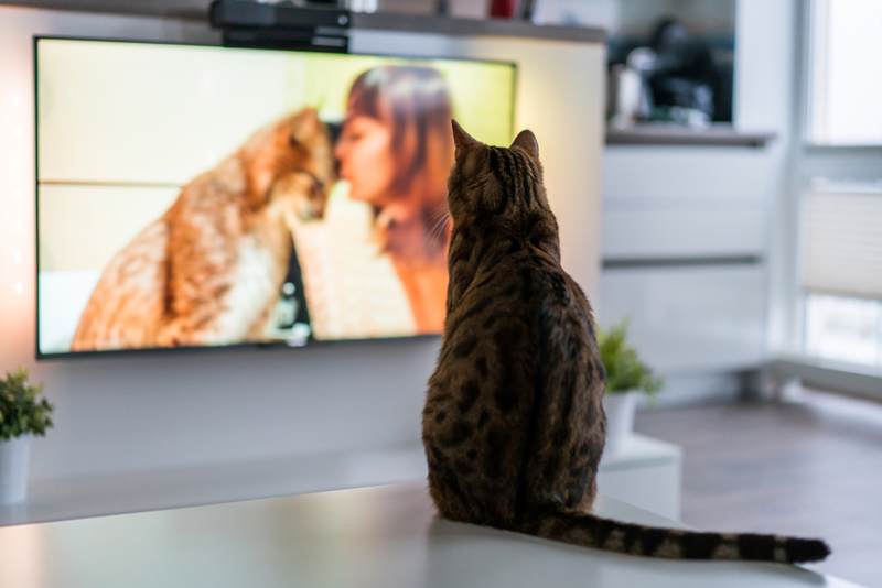 Why Do Pets Need to Watch TV? | Shutterstock