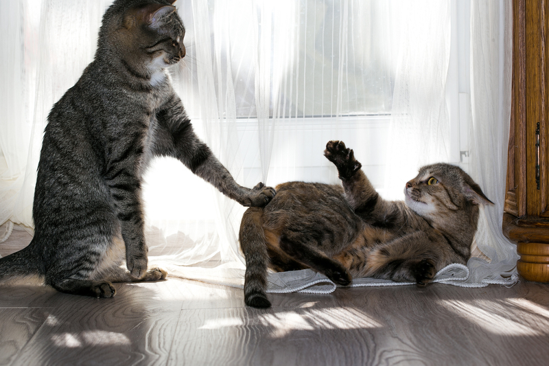 Gatos jefes | Shutterstock Photo by Larisa Lo