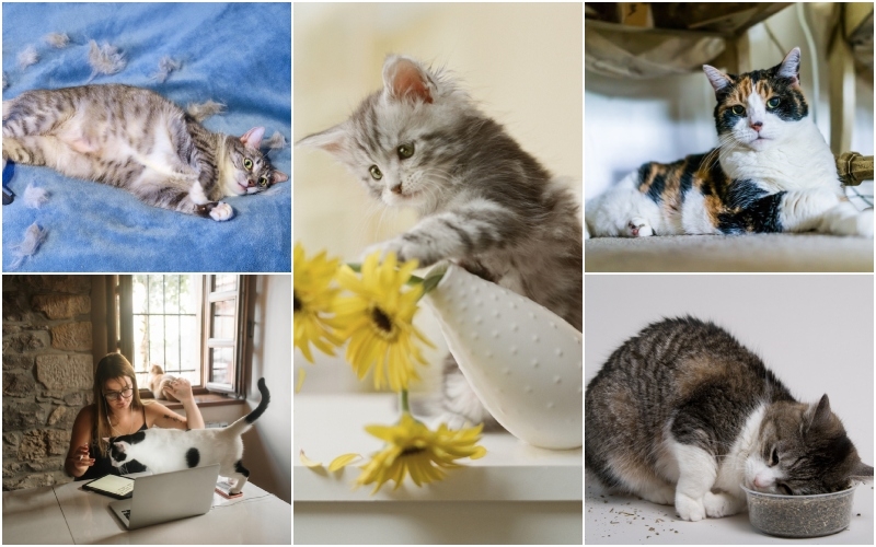 Explicación del curioso comportamiento de los gatos | Getty Images Photo by michellegibson & MarioGuti & GK Hart/Vikki Hart & krblokhin & Travis Lawton
