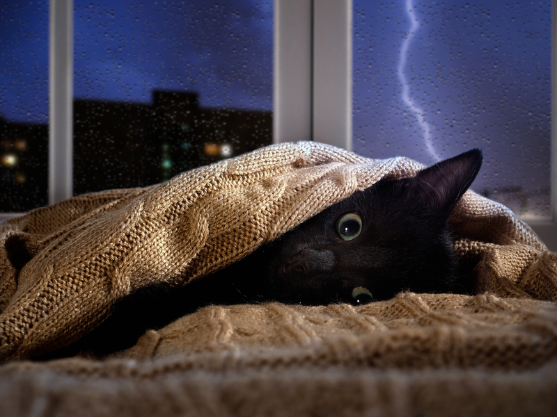 Terror a las tormentas | Shutterstock Photo by Irina Kozorog