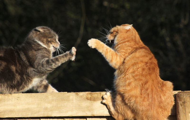 Peleas de gatos | Alamy Stock Photo by Turnip Towers 