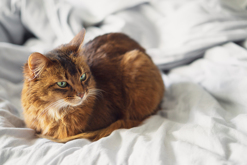 Pan de gato | Getty Images Photo by Louno_M