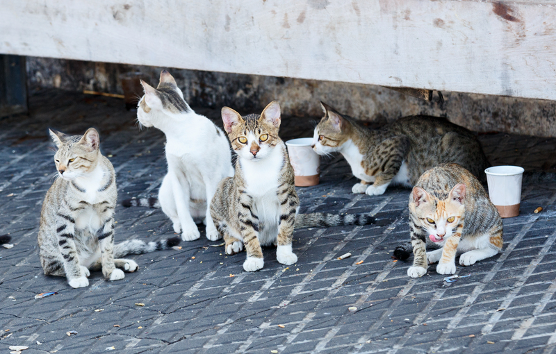 Colonias de gatos | Shutterstock Photo by S1001