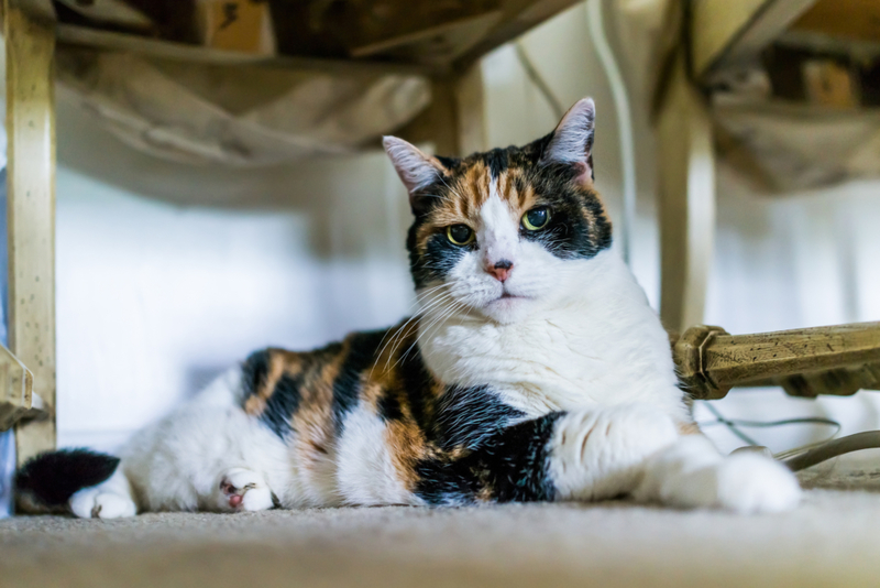 El ojo del gato | Getty Images Photo by krblokhin