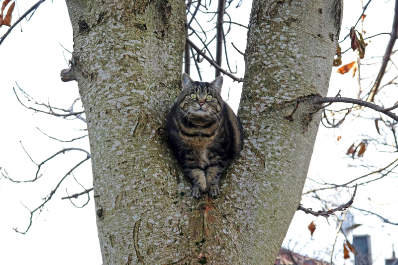Atrapado en un árbol | Getty Images Photo by Astrid860
