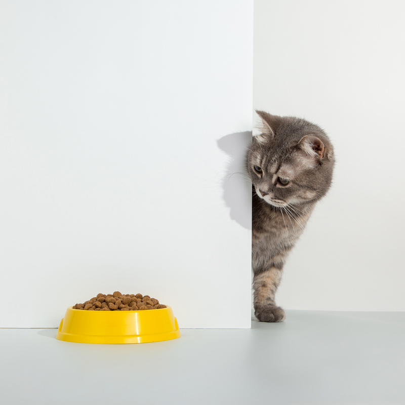 Quitar la comida del cuenco | Shutterstock Photo by plutmaverick