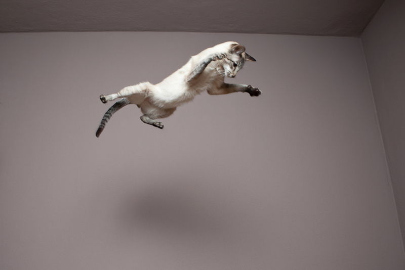 Aterrizando en cuatro patas | Getty Images Photo by Image Source