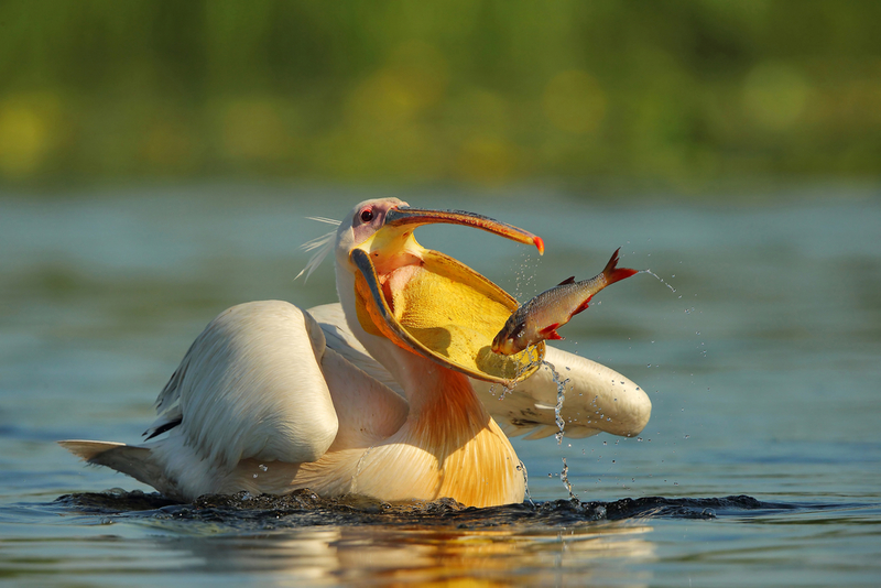 Great White Pelican | Shutterstock