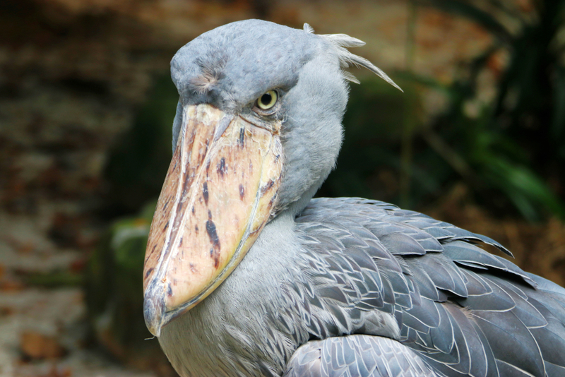Shoebill Stork | Shutterstock