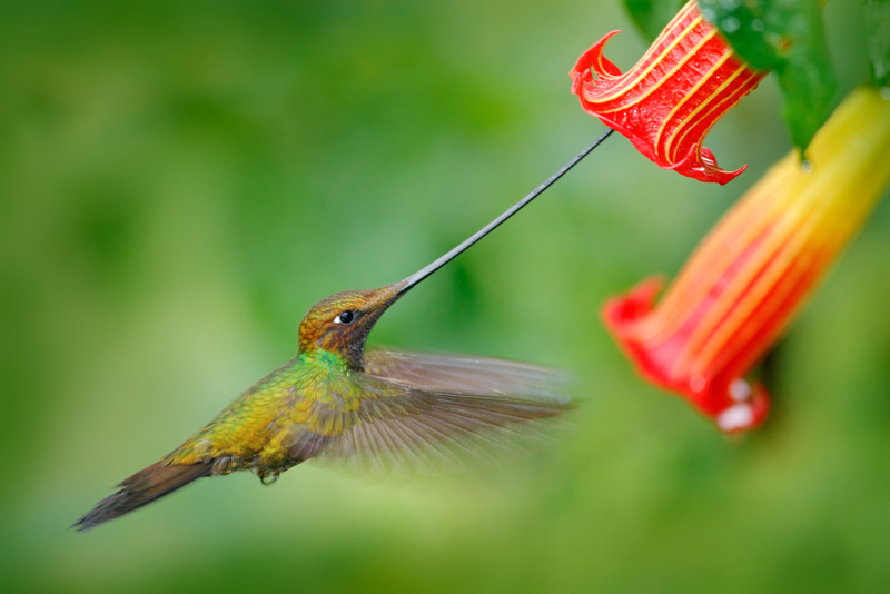 Sword-Billed Hummingbird | Shutterstock