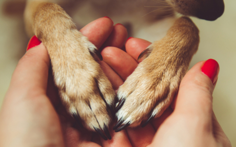 Ayuda a aliviar las patas secas de las mascotas | PinkCoffee Studio/Shutterstock