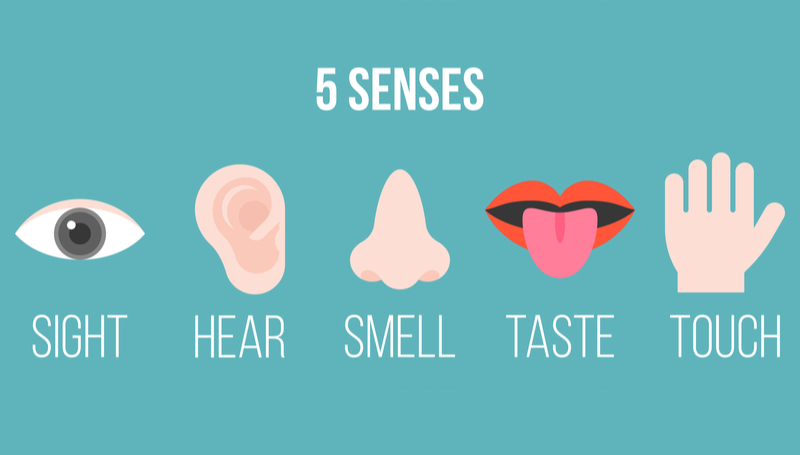 Humans Have Five Senses | Shutterstock
