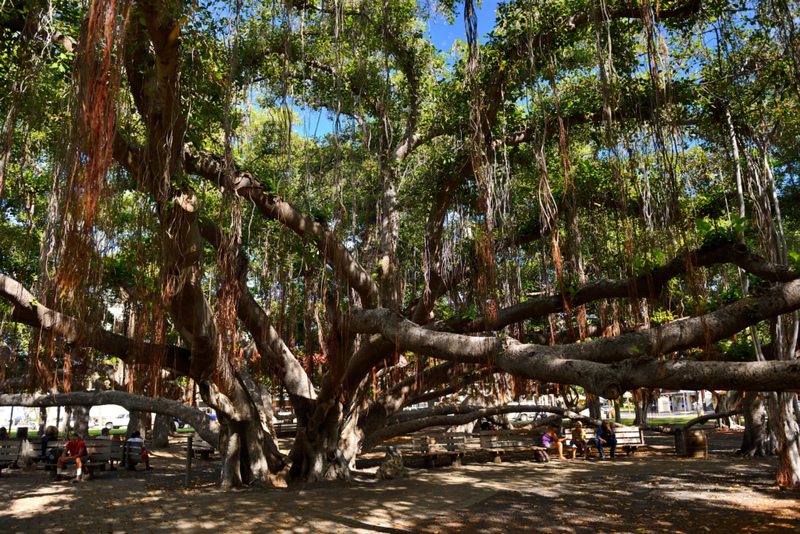 El árbol más grande del mundo | Alamy Stock Photo by Angus McComiskey