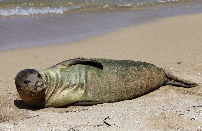 Las focas monje hacen algo más que cambiar de piel | Getty Images Photo by dschreiber29
