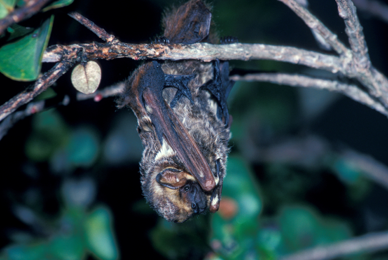 El murciélago canoso | Alamy Stock Photo by Photo Resource Hawaii/Jack Jeffrey 