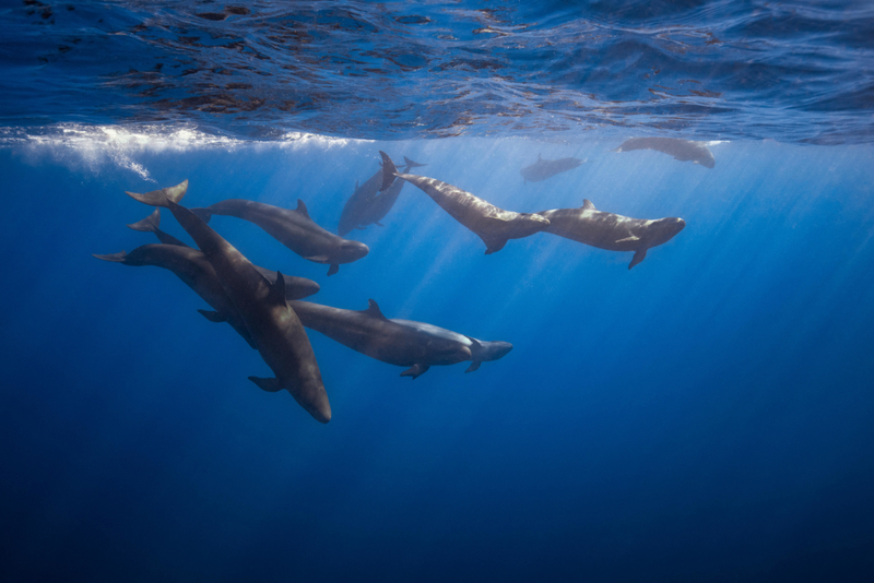Pasa tiempo con las orcas | Alamy Stock Photo by Cultura Creative Ltd/Romona Robbins Photography
