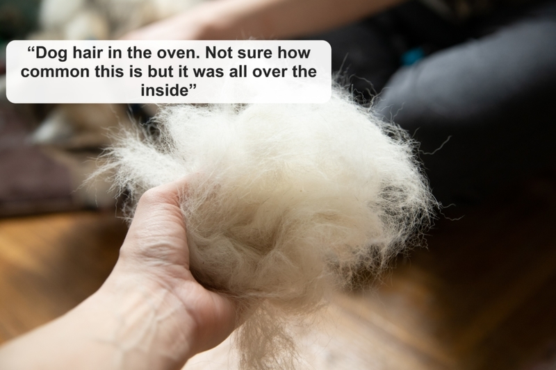 ¿Qué pasó con el perro? | Shutterstock