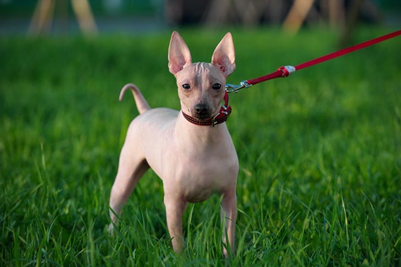 American Hairless Terrier | Shutterstock