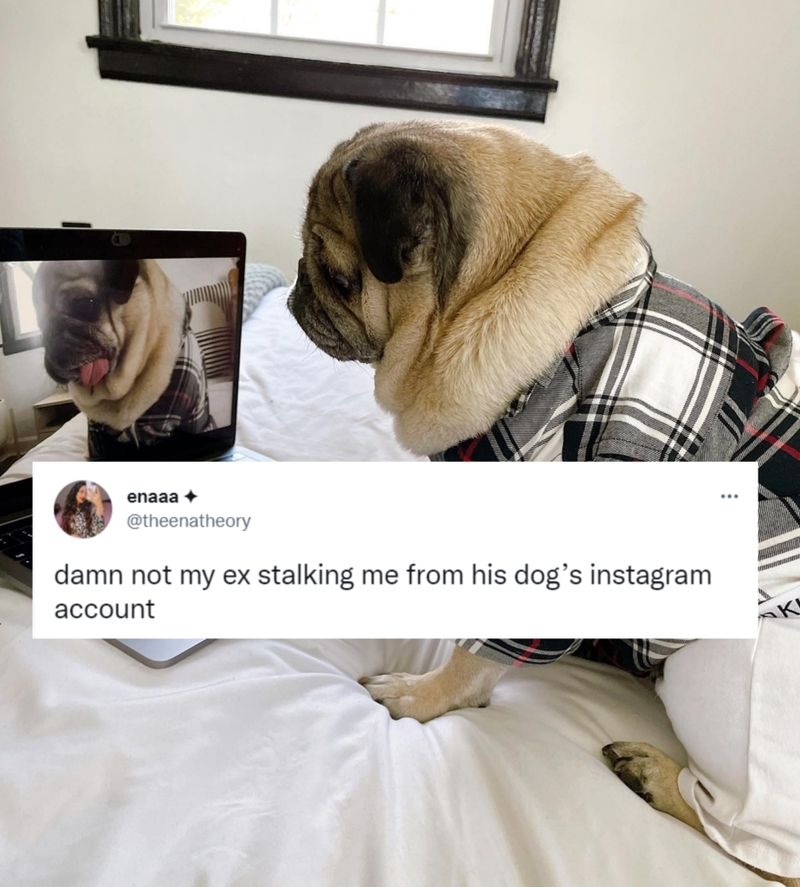 The Dog Did It | Instagram/@itsdougthepug & Twitter/@theenatheory