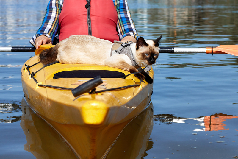Kayaking & Canoeing | Shutterstock