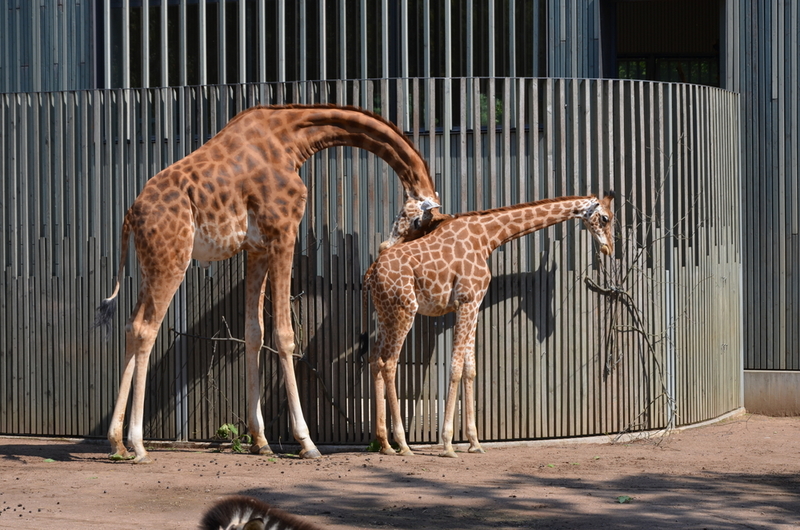 Giraffes | Shutterstock