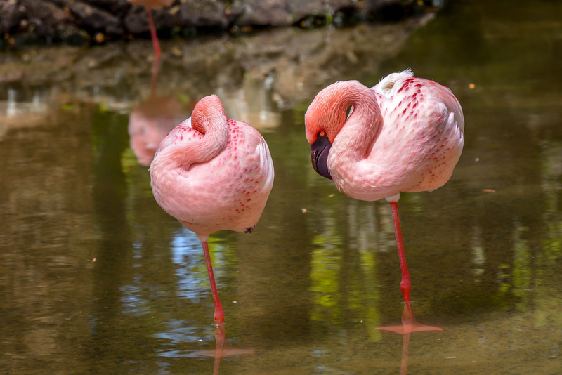 Flamingos | Shutterstock