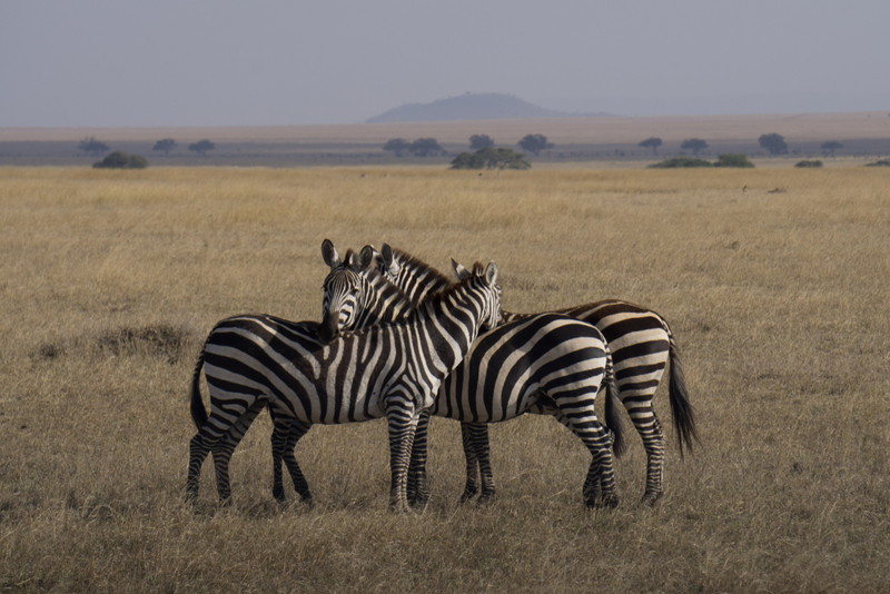 Zebras | Shutterstock