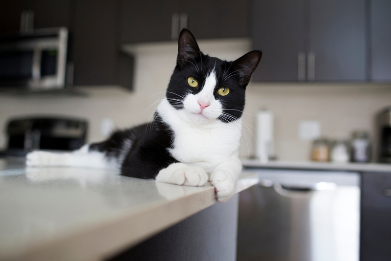 Mantén a los gatos alejados con papel de aluminio | Shutterstock Photo by Sarah McGraw