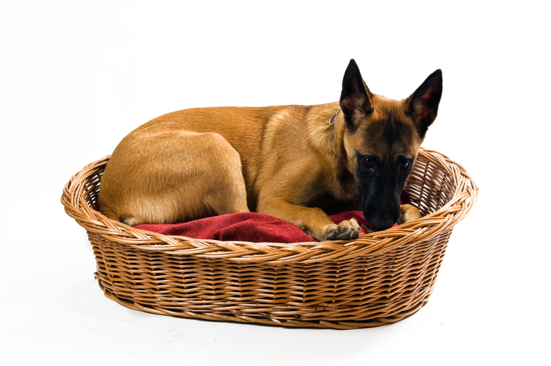 Construye una cama para perros en muy poco tiempo | Alamy Stock Photo by Helma Spona/INSADCO GmbH