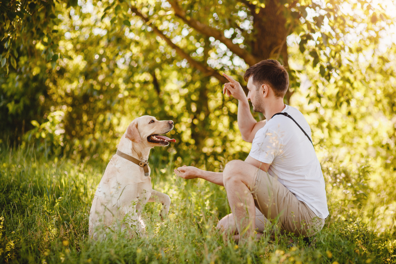 Enseña a tu perro a buscar golosinas | Shutterstock Photo by Parilov