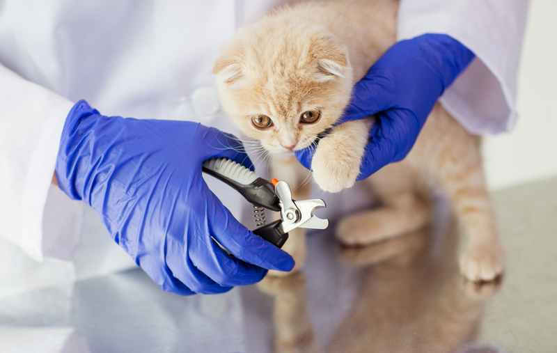 Cuida las zarpas de tu gato | Shutterstock Photo by Ground Picture