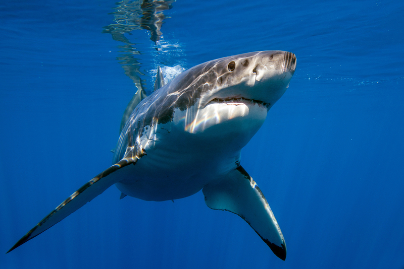 White Sharks Actually Enjoy Whirlpools! | Shutterstock