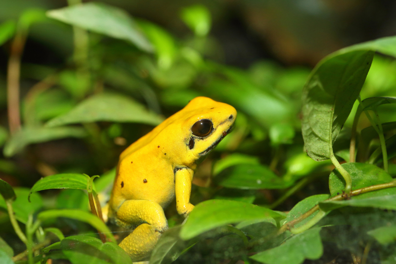 The Golden Poison Frog | Alamy Stock Photo