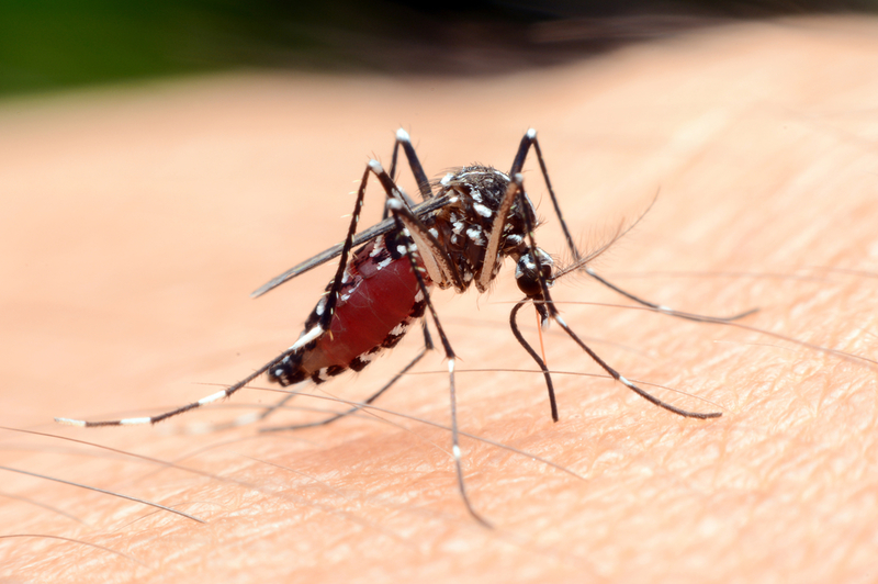 Mosquito | Shutterstock