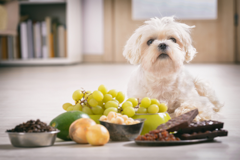 Aleja la basura del estómago de tus mascotas | Getty Images Photo by humonia