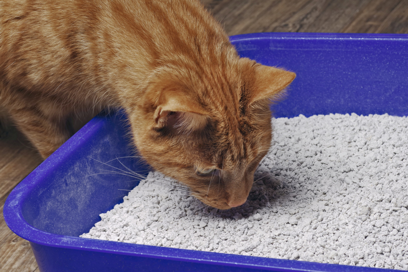Proporciónale a tu gato un sitio limpio en el que hacer sus necesidades | Getty Images Photo by Thorsten Nilson / EyeEm