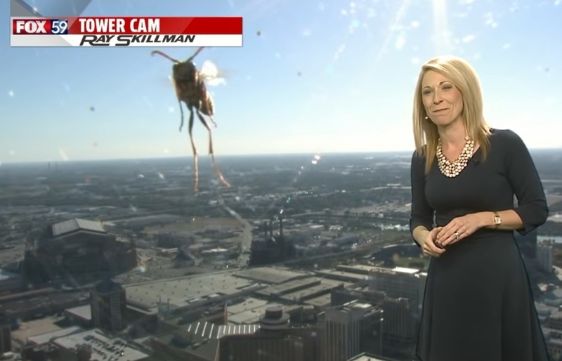 Bugging Out | Youtube.com/FOX59 News