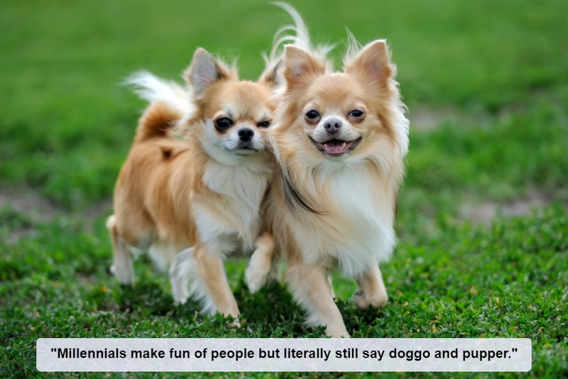 The Doggo Divide | Shutterstock