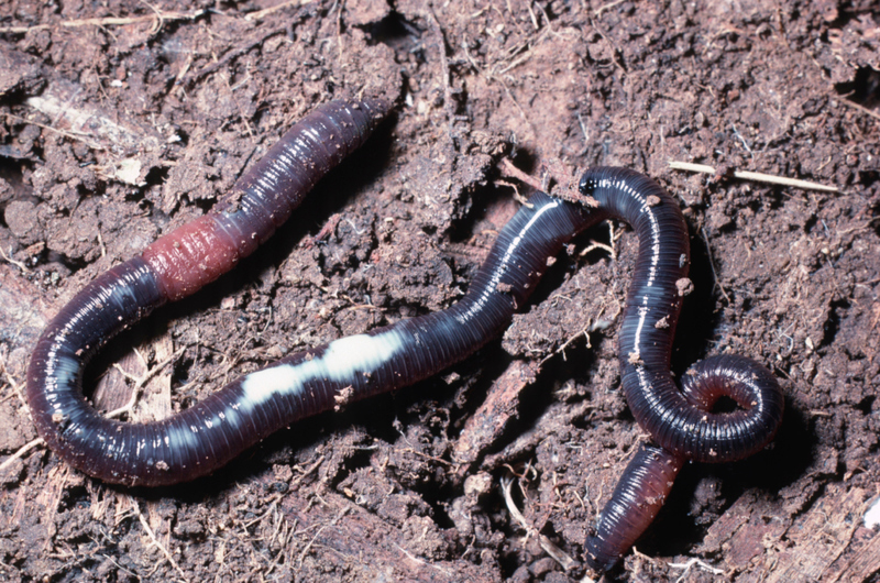 Earthworms | Alamy Stock Photo