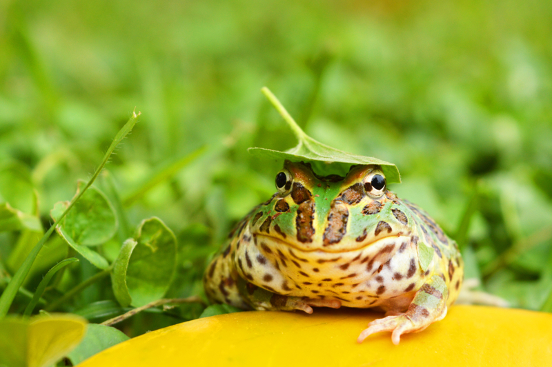 Frogs | Alamy Stock Photo