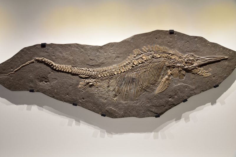 The Word ‘Fossil’ Is Latin-Derived | Alamy Stock Photo