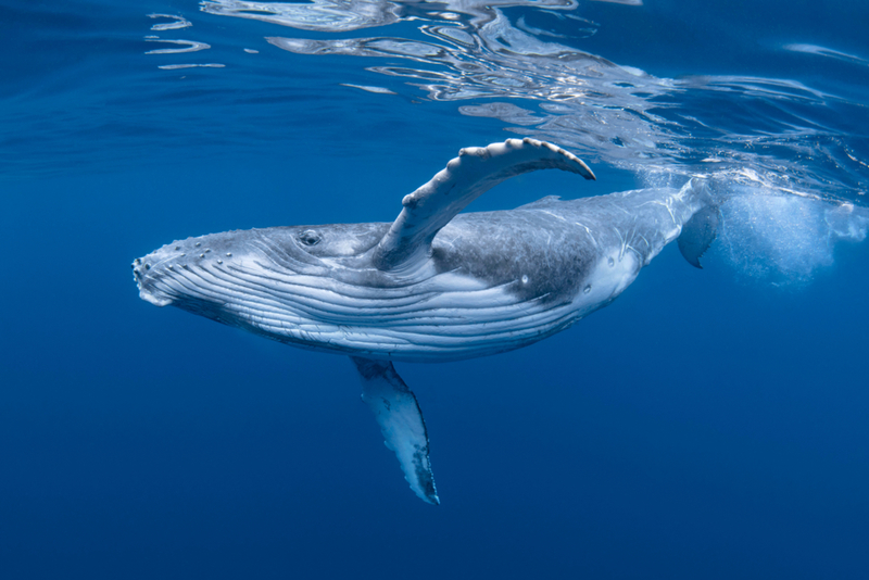 Humpback Whales | Shutterstock