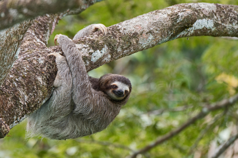 Sloths | Alamy Stock Photo