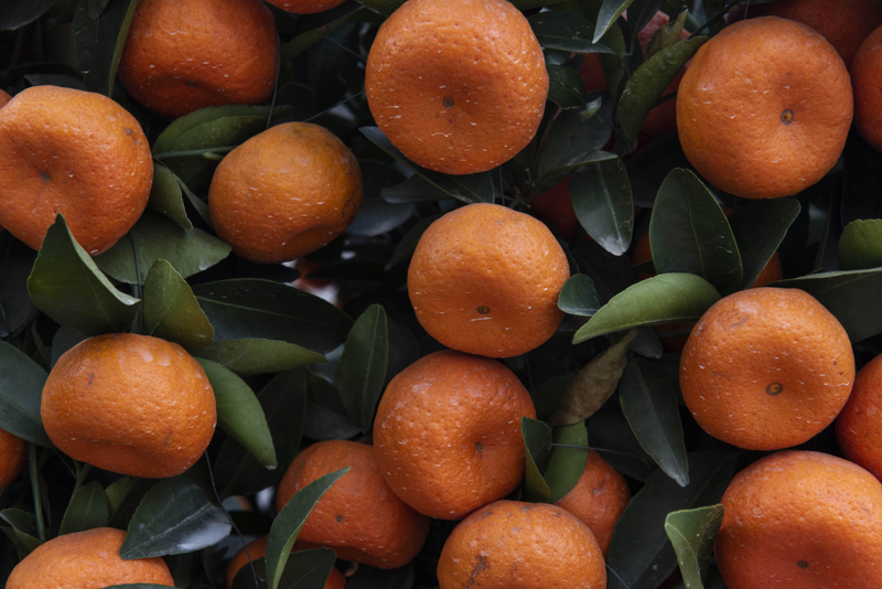 Citrus | Alamy Stock Photo