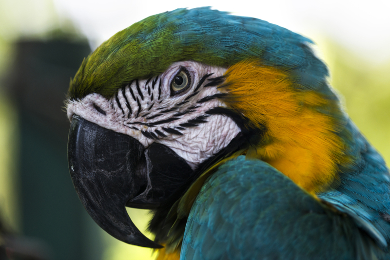 Parrots and the Meaning of Words | Getty Images photo by Oleksandr Zaichuk / EyeEm