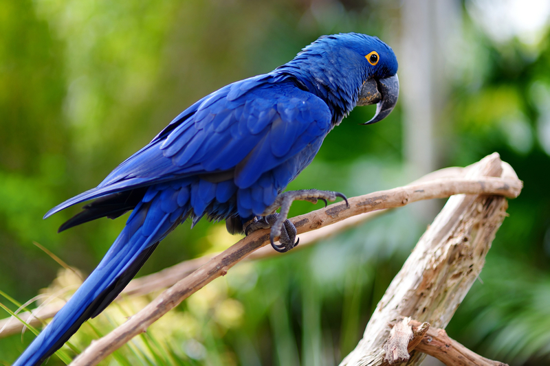 Is Your Parrot Really Talking To You?