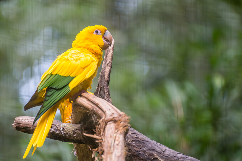 You Can Blong To Your Parrot’s Flock! | Shutterstock